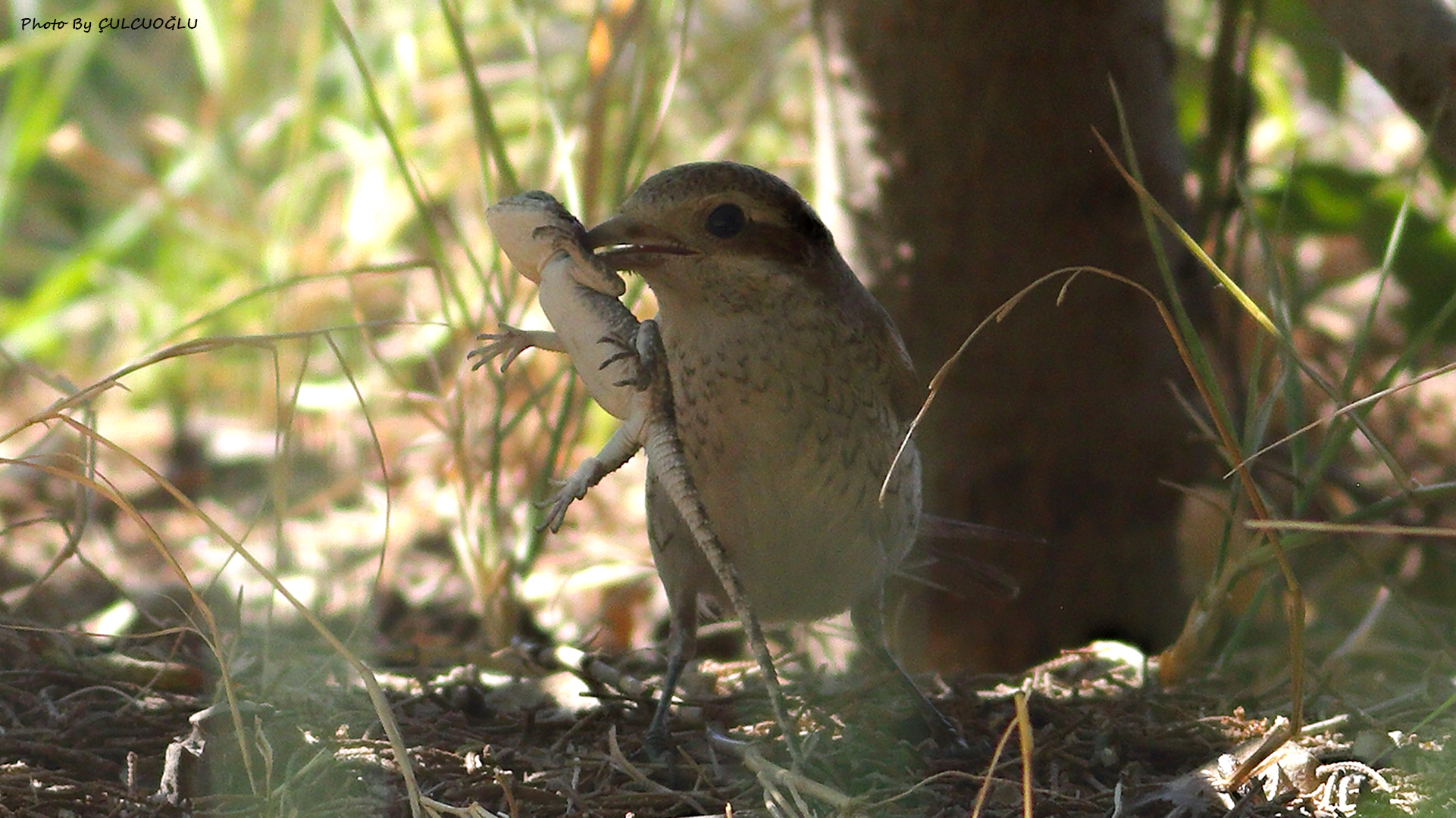 Red-backed Shrike